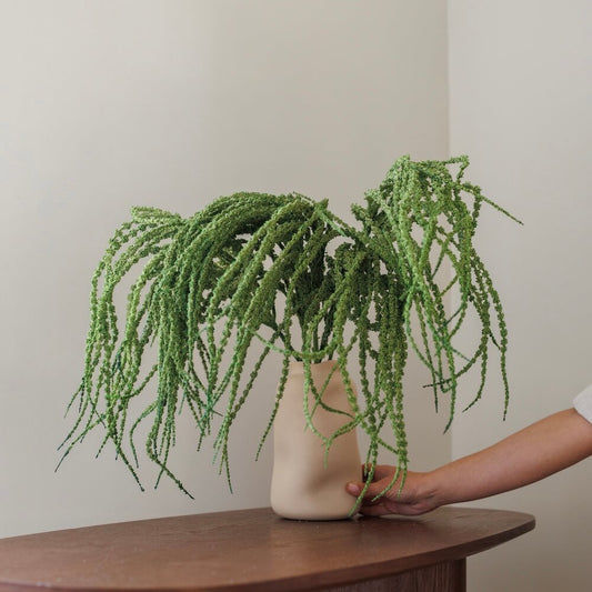 Amarante verte queue de renard