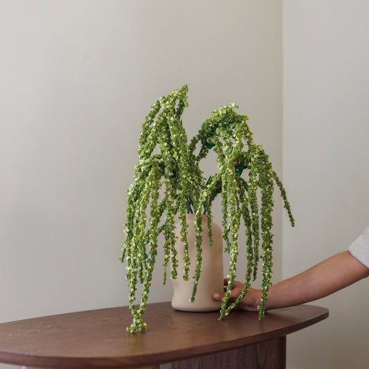 Amarante verte tombante