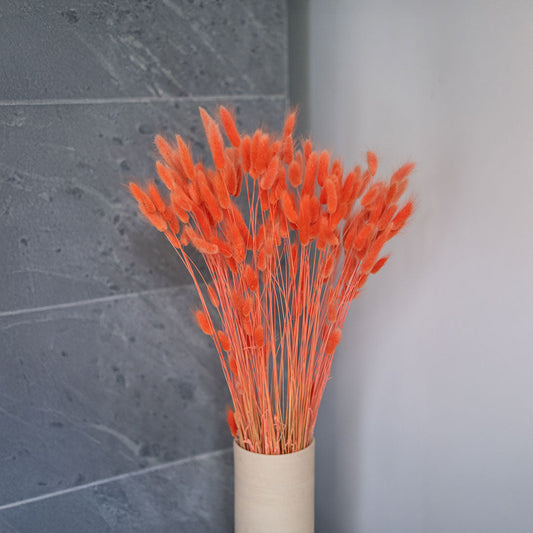 Botte de lagurus orange séché, vue de face - Flowrette