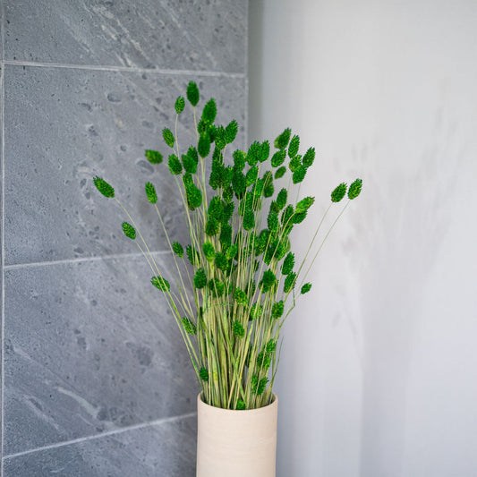 Botte de phalaris vert séché, vue de face - Flowrette