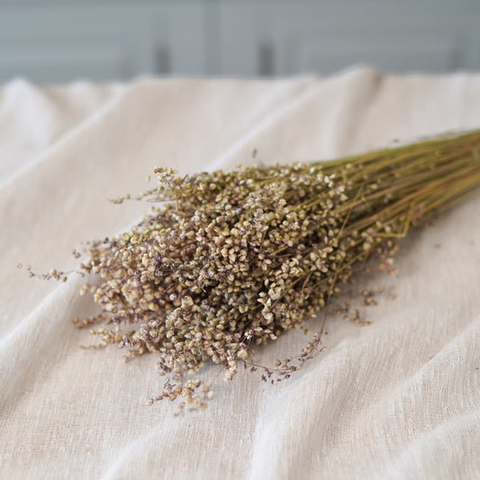 Botte de briza minor naturel séchée beige Flowrette en gros plan