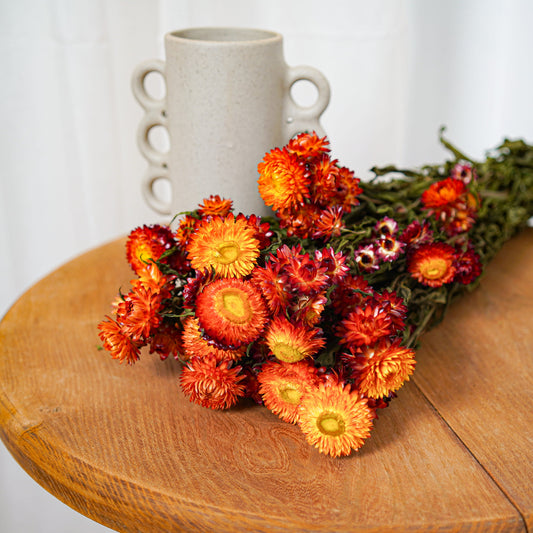 Botte Helichrysum orange