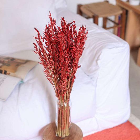 Botte d'avoine rouge séchée, vue de face - Flowrette