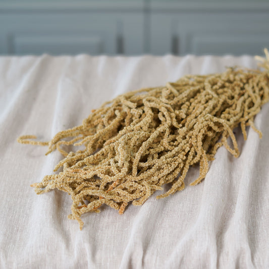 Botte d'amarante tombante séchée Flowrette en gros plan