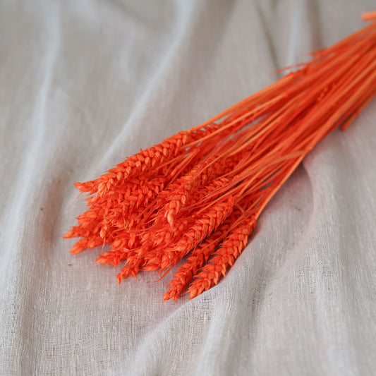 Botte de blé orange intense séché Flowrette en gros plan