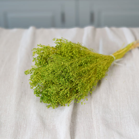 Botte de broom bloom vert pâle séché Flowrette en gros plan