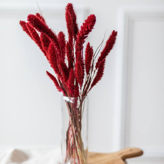 Botte de sétaire rouge séchée, vue d'ensemble du bouquet - Flowrette
