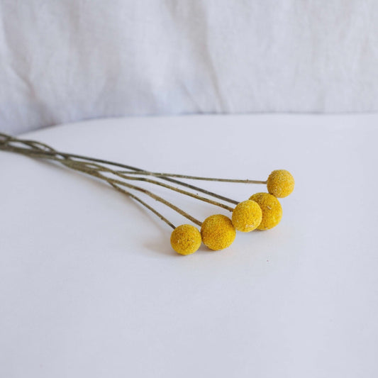 Botte de 5 craspedias jaunes