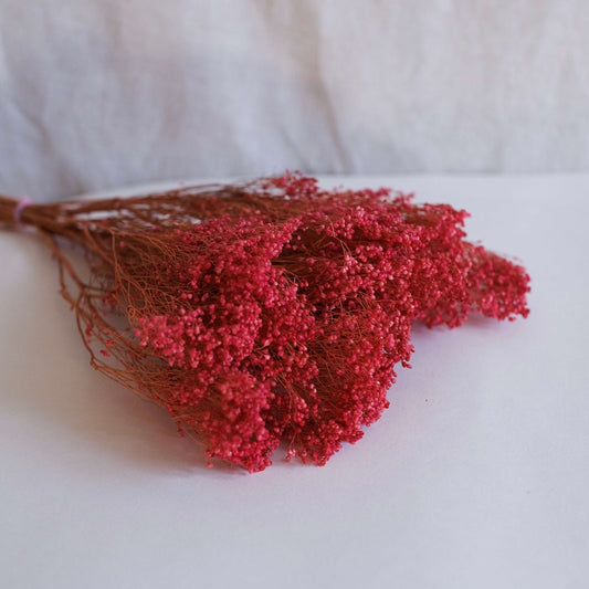 Botte de broom bloom rose séché, vue de face - Flowrette