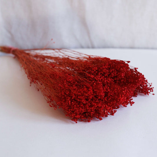 Botte de broom bloom rouge séché, vue de face tiges florales colorées - Flowrette