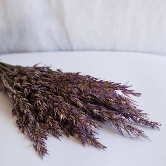 Botte d'avoine violet séché, vue de face épis décoratifs teintés - Flowrette