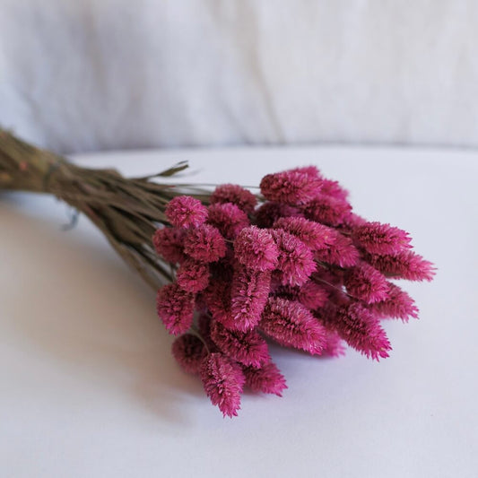 Botte Phalaris rose foncé