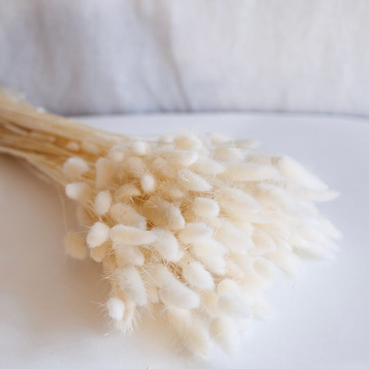 Botte Lagurus blanc séché, vue de face queues de lièvre blanches duveteuses - Flowrette