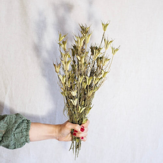 Botte de nigelle orientalis naturelle séchée, vue de face capsules décoratives - Flowrette