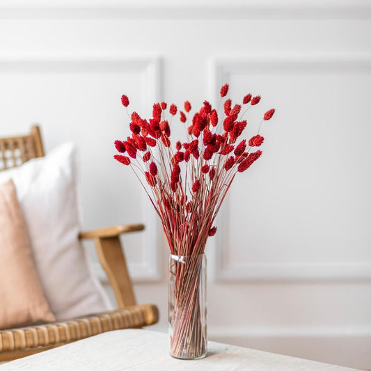Botte de phalaris rouge séché, détail des épis - Flowrette