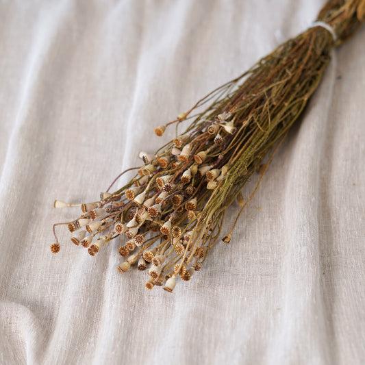 Botte de mini pavots naturel séchés Flowrette en gros plan