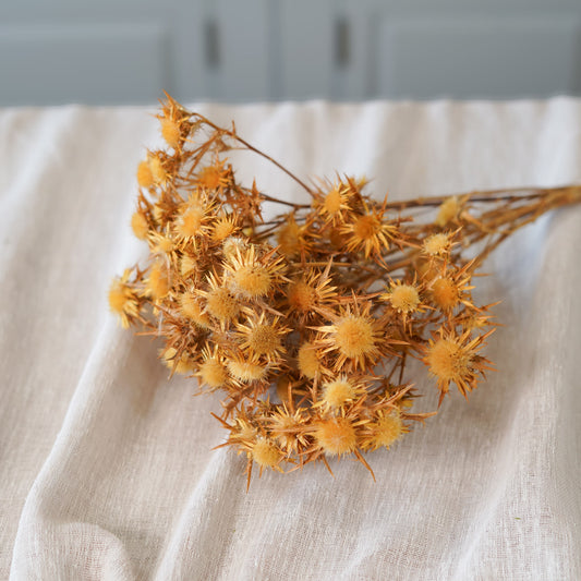 Botte de panicaut naturel séché Flowrette en gros plan