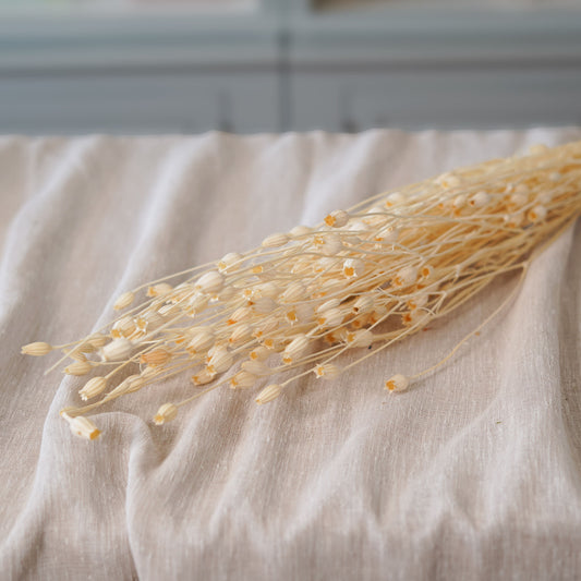 Botte de silène blanc séché Flowrette en gros plan