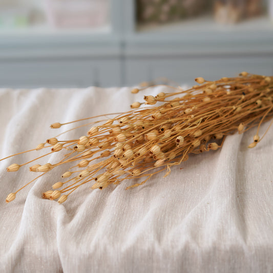 Botte de silène naturel séché Flowrette en gros plan