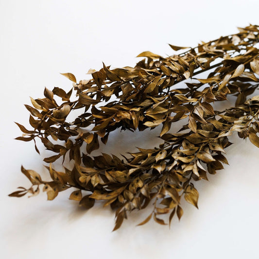 ruscus-vert