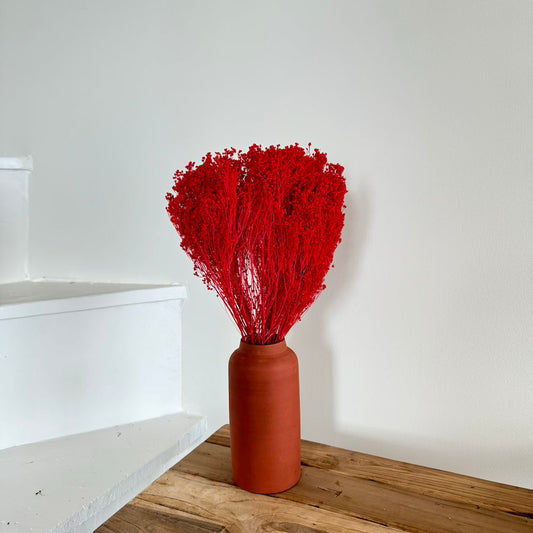 Botte fleurs séchées Broom bloom rouge