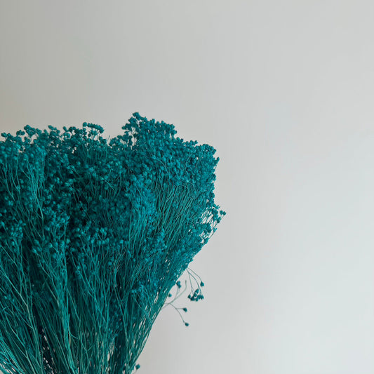 Botte de broom bloom séché turquoise, vue de face - Flowrette