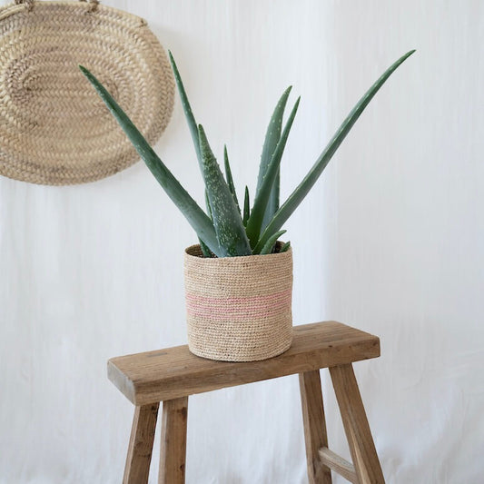 cache-pot-raphia-artisanal-14cm-rose-aloe-vera_6a802fee-17b2-4736-9305-f550bb738976