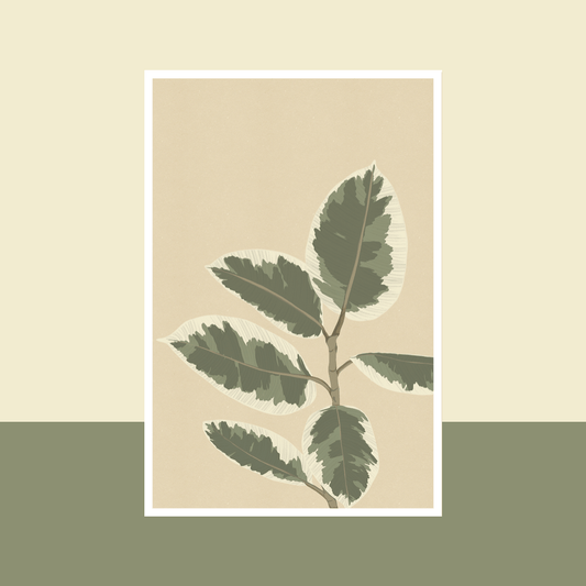 Carte postale Ficus El Tineke, illustration botanique - Flowrette