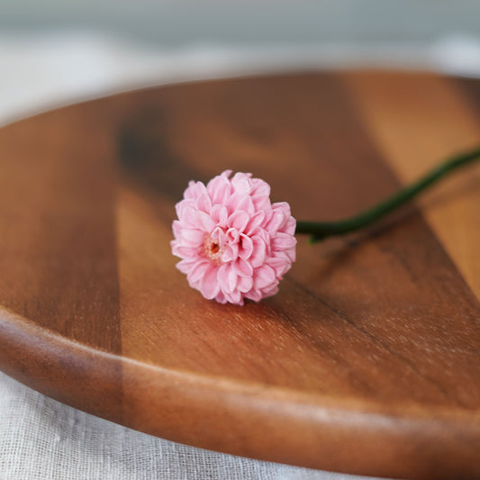 Dahlia rose stabilisé