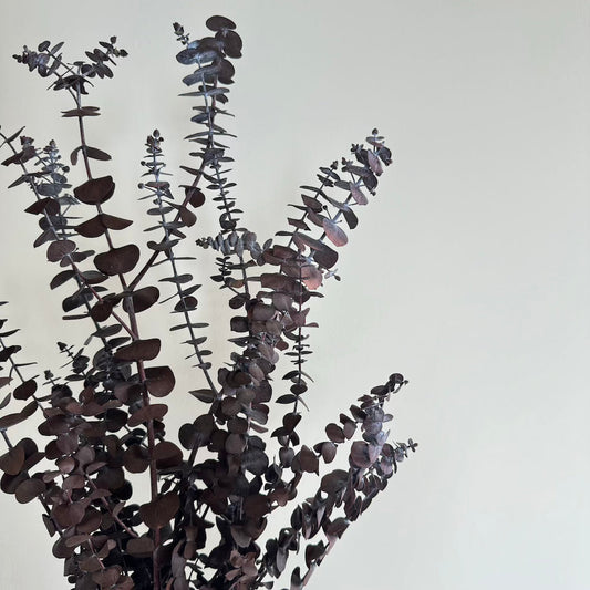 Botte fleurs séchées Eucalyptus Baby Bordeaux