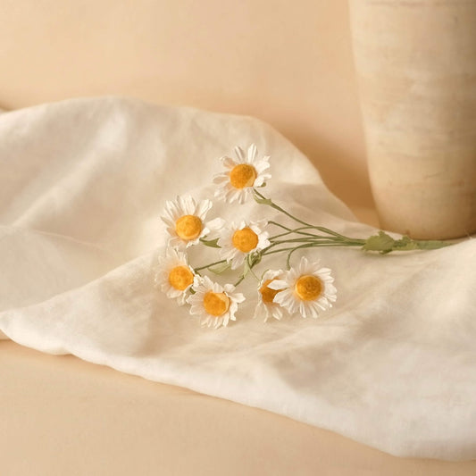 Paper chamomile