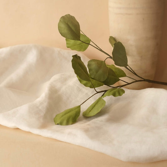 Eucalyptus Populus in light green paper