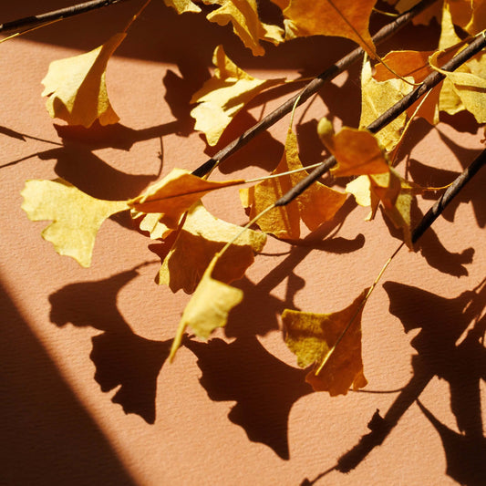 gingko-en-papier