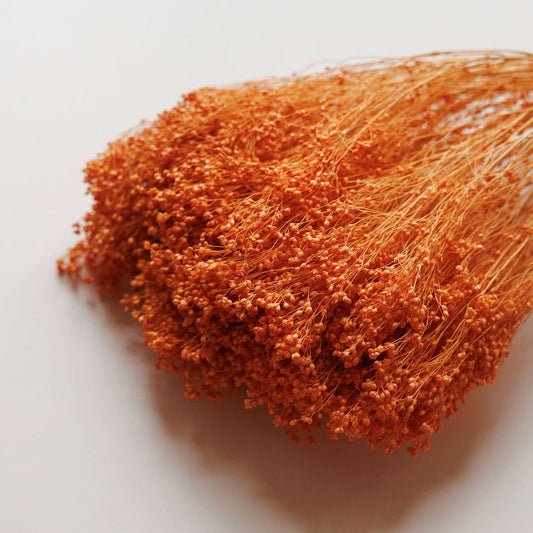 broom-bloom-orange