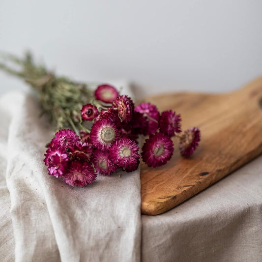 Botte d'hélichryse rose séchée, vue principale - Flowrette