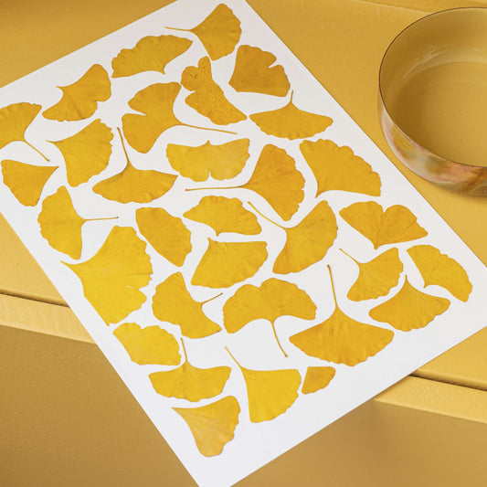 Herbier Camaïeux de Ginkgo format A4, vue d'ensemble - Flowrette