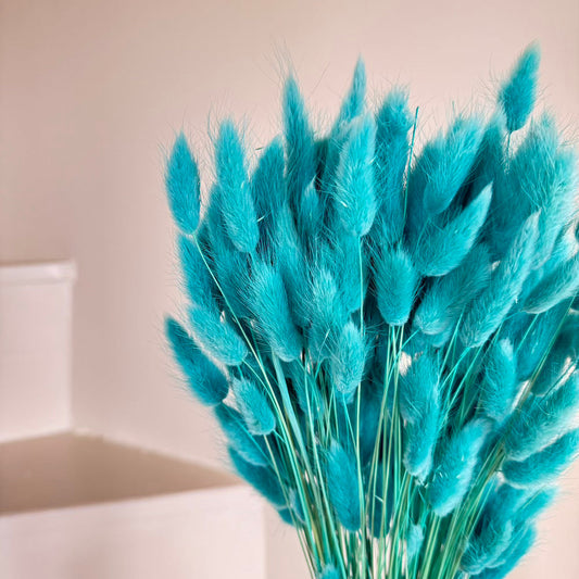 Botte fleurs séchées Lagurus Turquoise