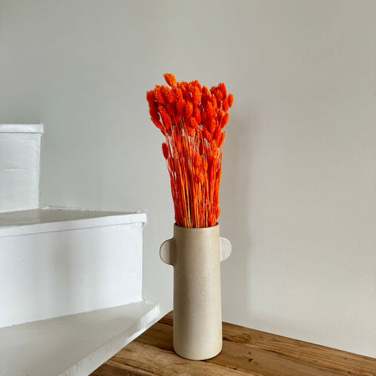 Botte de phalaris séché orange foncé, vue de face - Flowrette