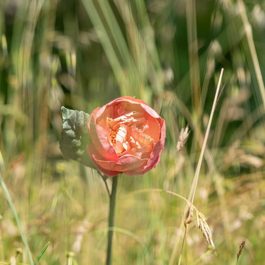 pivoine-jardin-fleur-papier-flowrette-corail