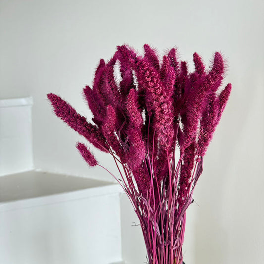 Botte fleurs séchées Sétaire Bordeaux