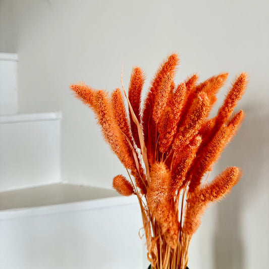 Botte fleurs séchées Sétaire Pêche